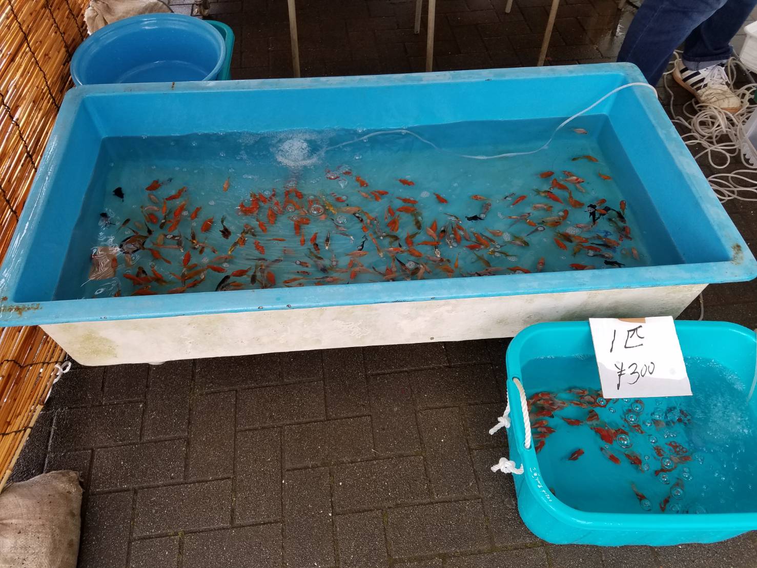 金魚亭 今日は生憎の天気ですが 予定通り出店しております 富里市の店舗も通常営業しておりますので どうぞよろしくお願いいたします 富里市 多古町 金魚 金魚屋すくい 金魚販売 成田市 めだか T Co Qzvjk9ftbu Twitter