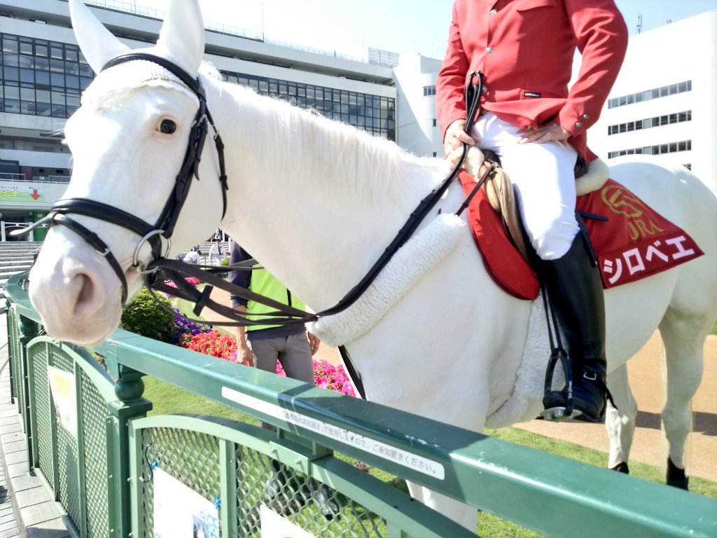 Stay Dream Ar Twitter シラユキヒメ一族の活躍が目立ちますね こちらは京都競馬場で誘導馬を勤めたシラユキヒメの仔シロベエ 父クロフネ また何処かで会える日が来るといいですね シラユキヒメ 誘導馬 白毛 シロベエ T Co Pchvmu4ib2 Twitter Stay Dream Ar Twitter シラユキヒメ一族の活躍が目立ちますね こちらは京都競馬場で誘導馬を勤めたシラユキヒメの仔シロベエ 父クロフネ また何処かで会える日が来るといいですね シラユキヒメ 誘導馬 白毛 シロベエ T Co Pchvmu4ib2 Twitter