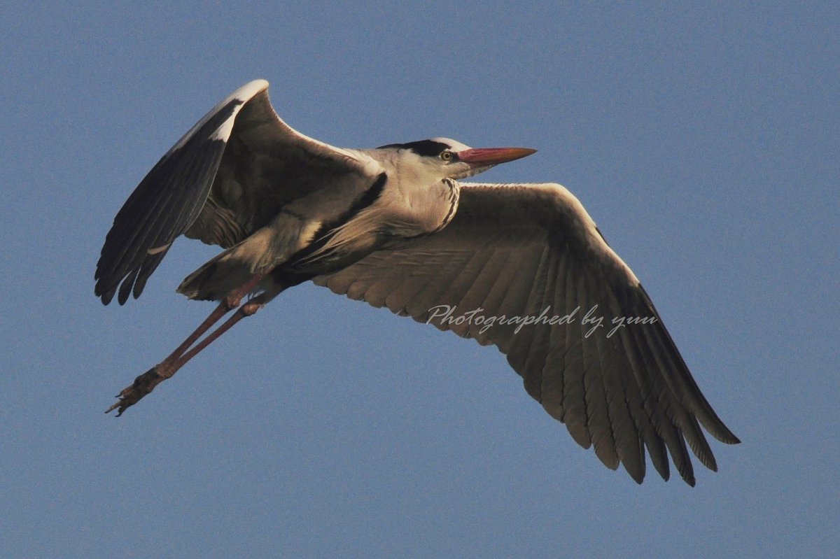 #アオサギ #ＲＴ歓迎

こんにちは♬

#相互フォロー #野鳥写真 #写真垢
#鳥好きな人と繋がりたい #野鳥
#野鳥撮影 #バードウォッチング
#鳥好き #鳥類の会 
#飛ぶ #アオサギ好き #決定的瞬間
#飛翔 #野鳥好き #birdphotography 
#bird #birds #grayheron #wildbird