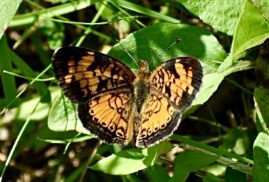 Now, bear in mind, my goal had been to see and photograph some birds.Not a damn one.Sure, I saw a few butterflies like this swallowtail and this orangey one.But nary a bird. I got ginsued by razor death wheat for nada so far.13/