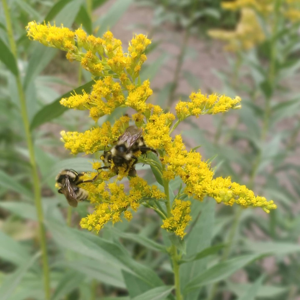 Launchpad McQuack tweet media