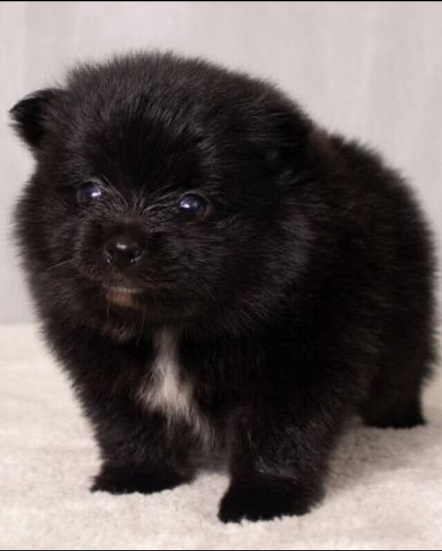 LunaPoms's tweet image. LunaPoms puppies ready early Sept Reserve now