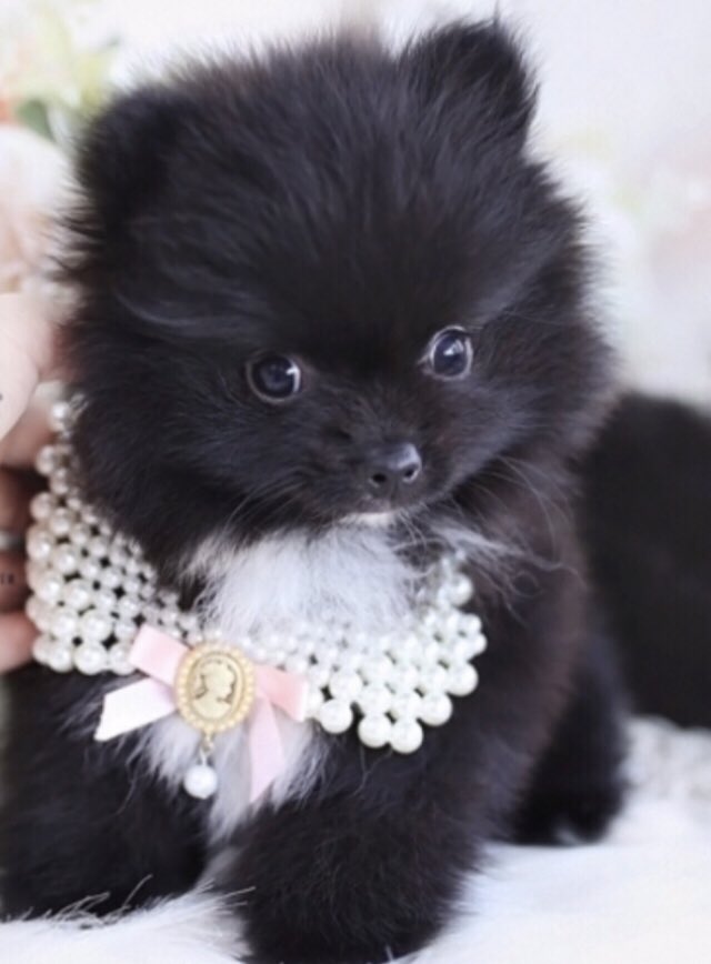 LunaPoms's tweet image. LunaPoms puppies ready early Sept Reserve now