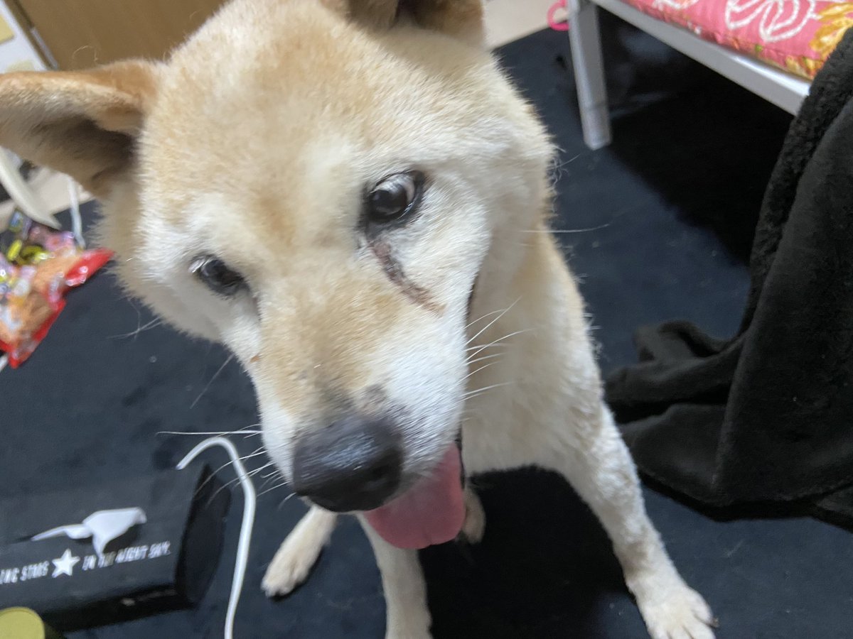 daik_11's tweet photo. 昨日、千葉県八千代市のマルハンの前で犬ころ拾いました。

柴犬です。
名前はハッチです。
かわいいです。

今、保護しています。
何か情報がわかりましたらご連絡ください。 https://t.co/DbTdmqaOaJ