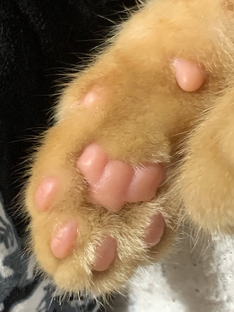 ヘビ山キャロ男 على تويتر 大型犬の肉球みたいだった と F