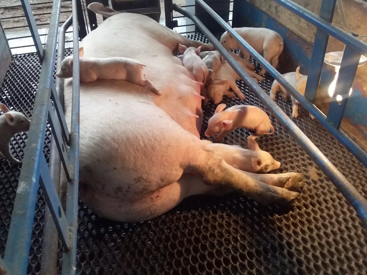 EdithR86341313's tweet photo. SPCC Departamento de León. Compartiendo experiencias en CETA Sauce, sobre técnicas de mejoramiento genético porcino, para brindar siempre el mejor servicio a las y los porcinocultores beneficiados. 

#OrgulloPatrio 
#PLOMO19 
#GranPuebloGrandesVictorias 
@IndiraGabriela_ https://t.co/2PZNFbHybi