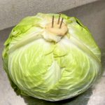 キャベツを日持ちする方法!『芯』に爪楊枝を刺すと1カ月以上シャキシャキに!