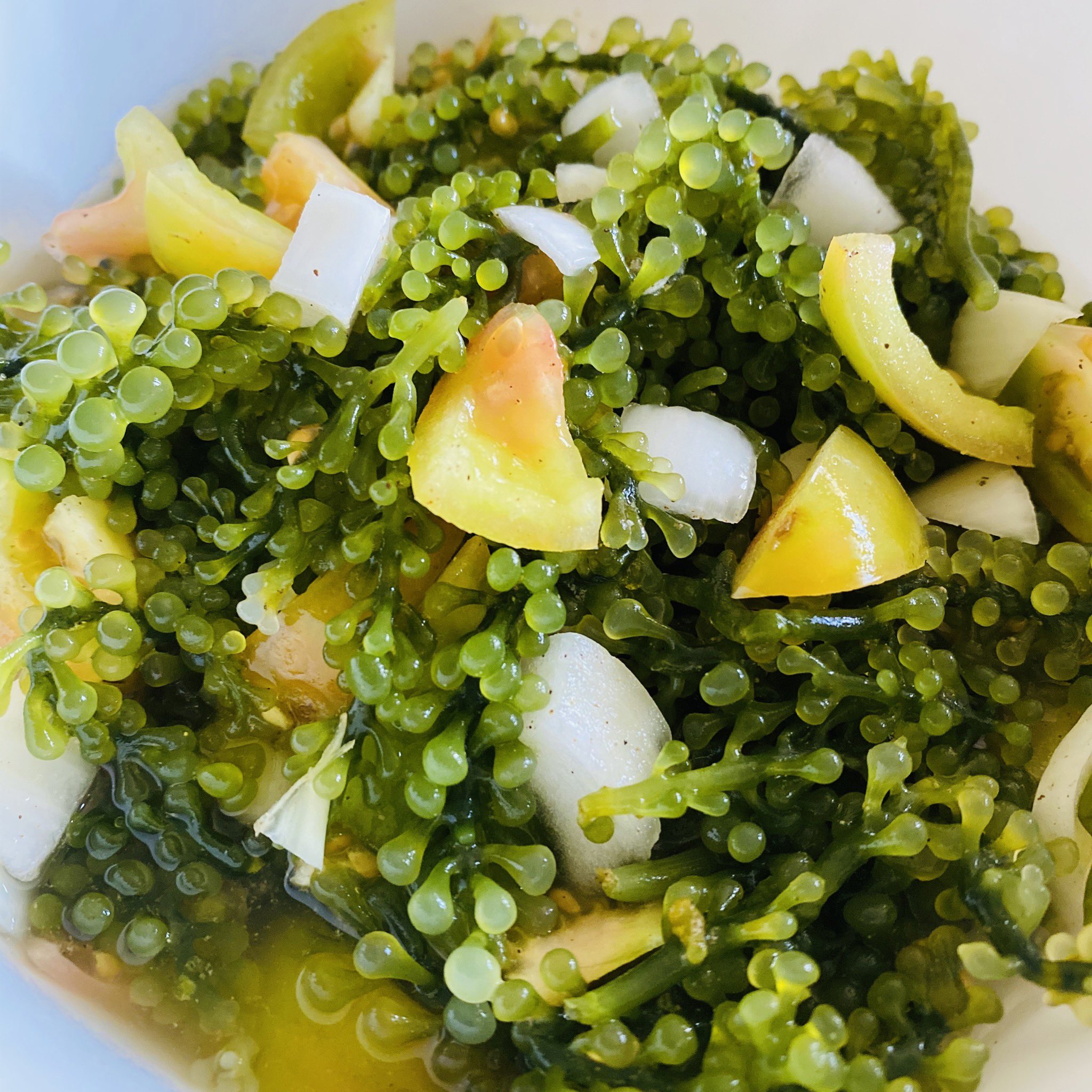 Lato salad 2024
