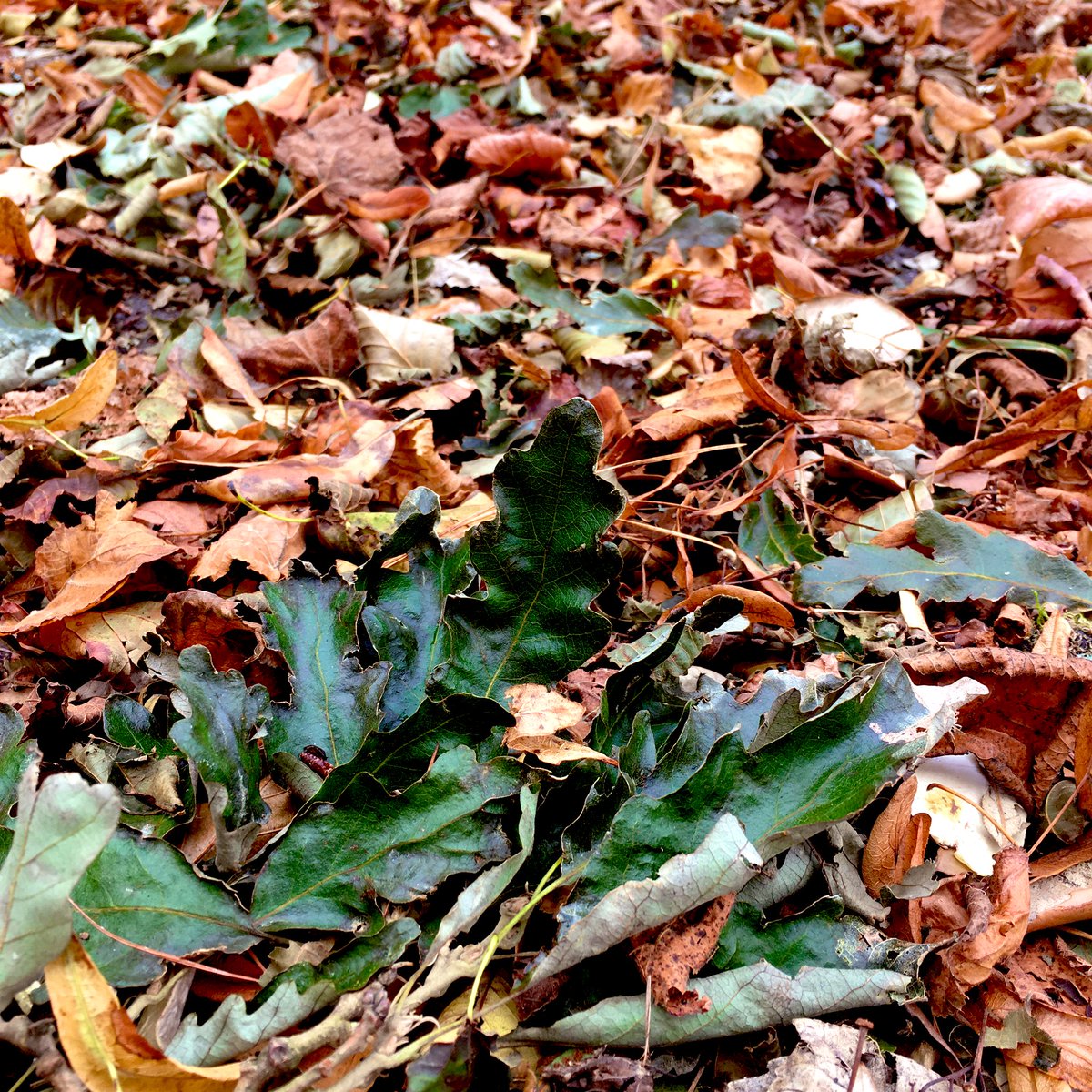 Did the winds wobble leaves from your plants, the squalls squash em or a zephyr er.. zplat them? You’re not alone and we <a href="/BBCDevon/">BBC Devon</a> <a href="/BBCSounds/">BBC Sounds</a> are here on the wireless to help! Call 08081001034 with yr observations &amp; woes. On air 10am #TheBigGardeningShow