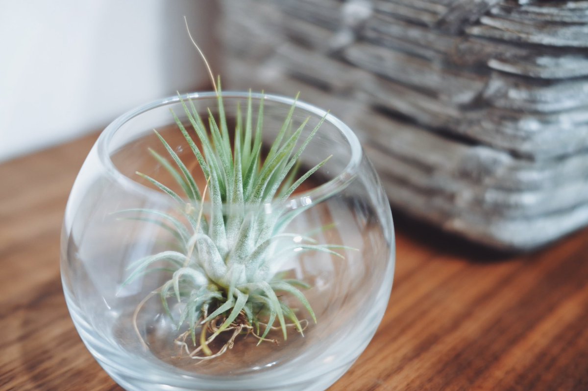 Taimu Hanashiro g Digital Venures 部屋のグリーンを買い足してる エアコンで傷んだりとかするので世話は大変だけど 楽しい だんだんサイズでかくなってきたので でかくていい感じの観葉植物知りたい ファカス ルビキノーサ エアプランツ