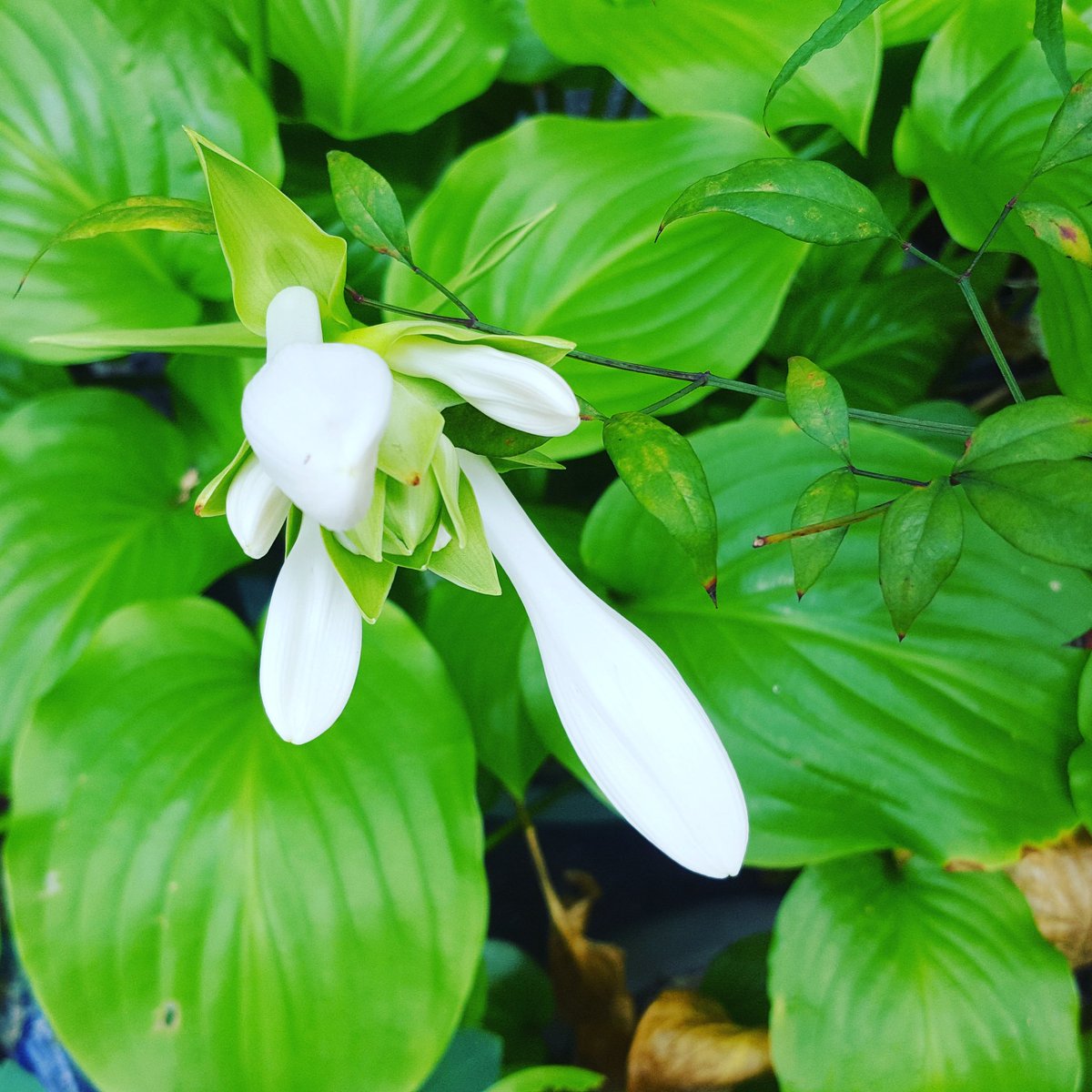 처서