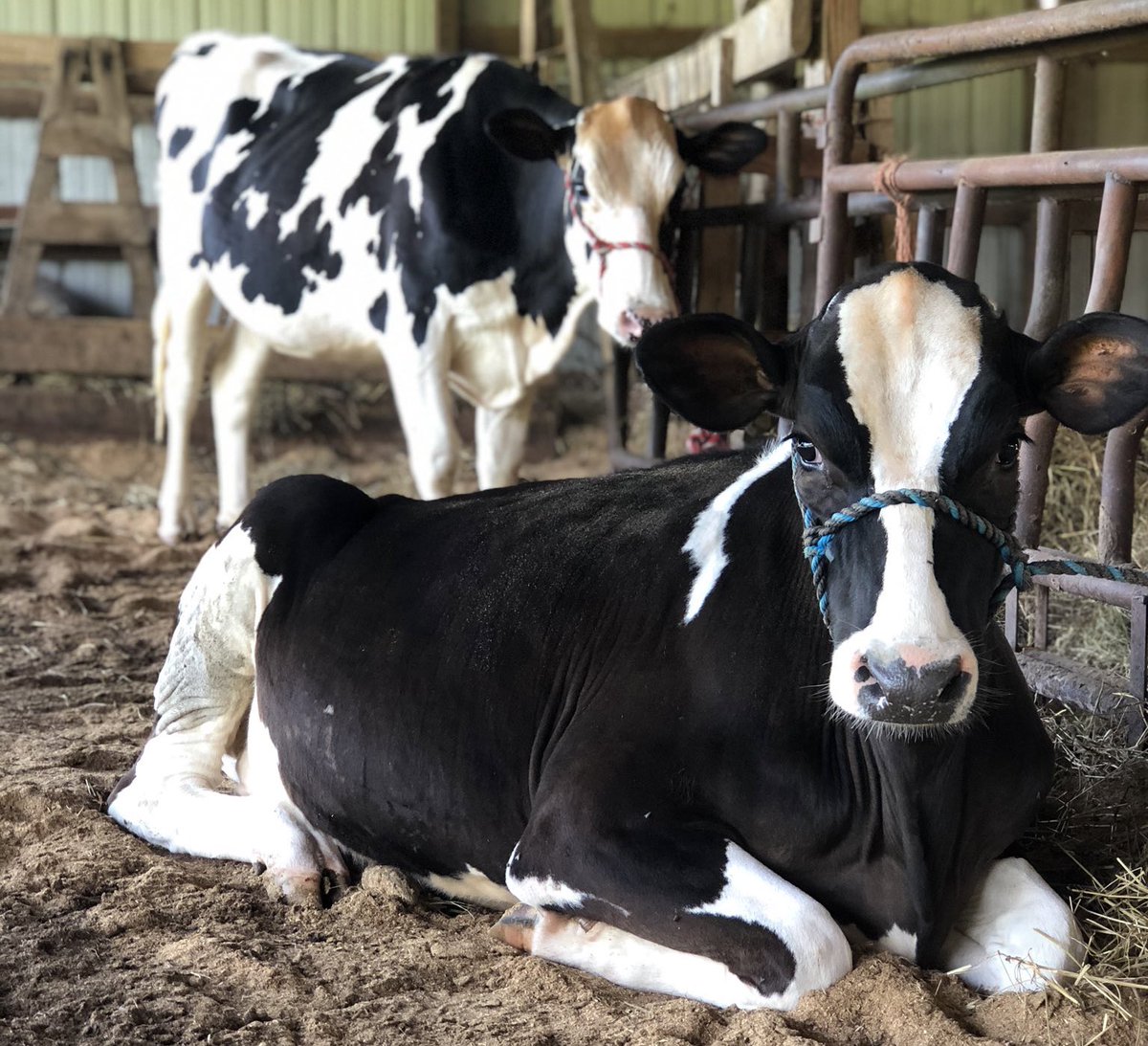 Cow of the Day🐮 tweet media