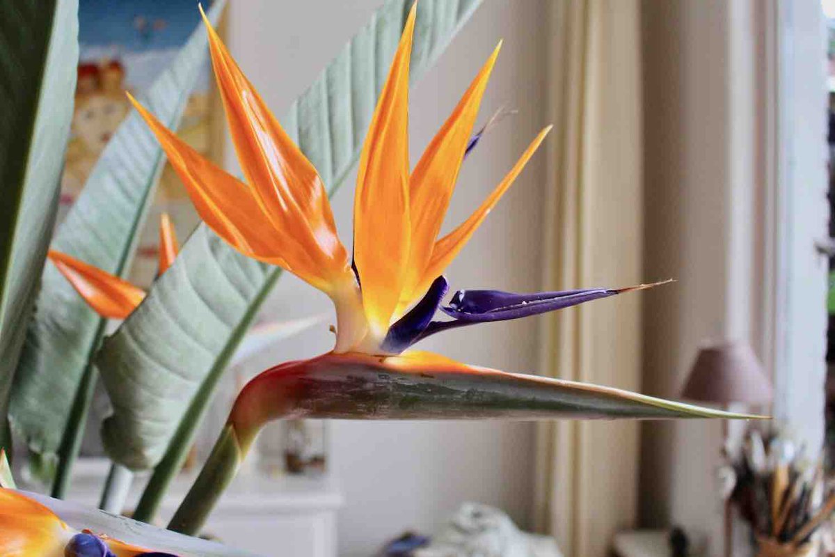 #Strelitzia

De grote bladeren van brengen het junglegevoel in huis. Deze kruidachtige plant groeit in Zuid-Afrika en kan daar wel tien meter worden. Als woonplanten komen Strelitzia nicolai en reginae het meest voor.

#Woonplant van de maand #september.  bit.ly/3gqmSnw