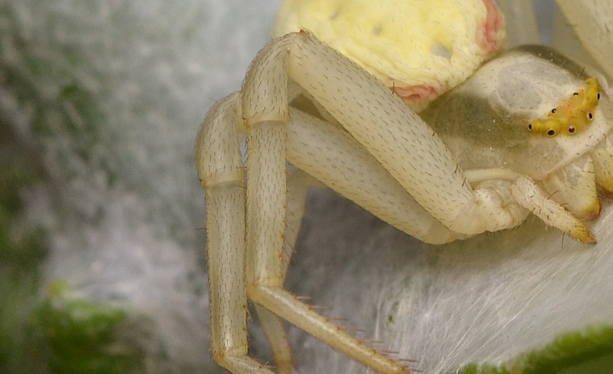 Maybe the super sensitive hairs that cover the spiders body were coming into play. M.vatia may seem quite hairless at first glance but a close up shows the opposite.