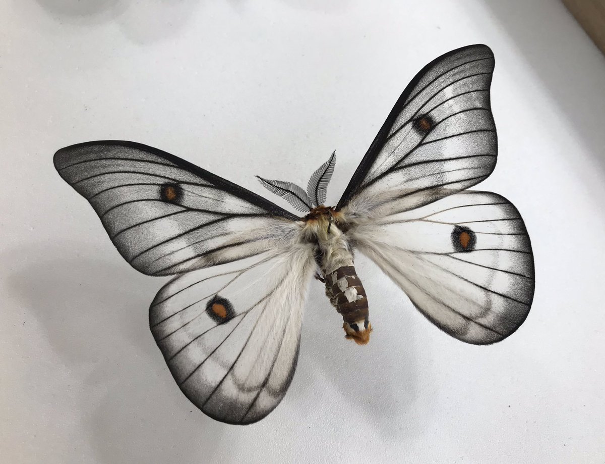 美しいアポロヤママユ。マダガスカル産。