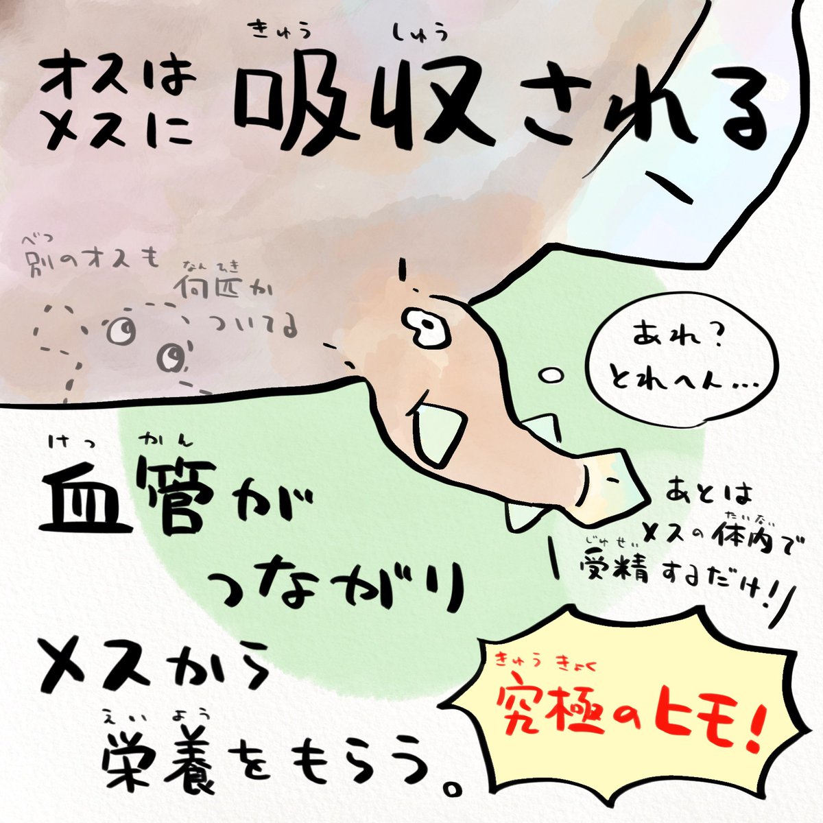 あるところに愛する人と一つになりたいと願った男がいた。
覚悟を決めた男は出会い様に噛みついた!するとどうだろう。

噛み口から離れなくなり、徐々に身体が溶けていく。
やがて愛する女性に吸収され、体内で結ばれ子どもを身篭ったそうな…

それがアンコウです。

 #怖い話書くからリツイートして 