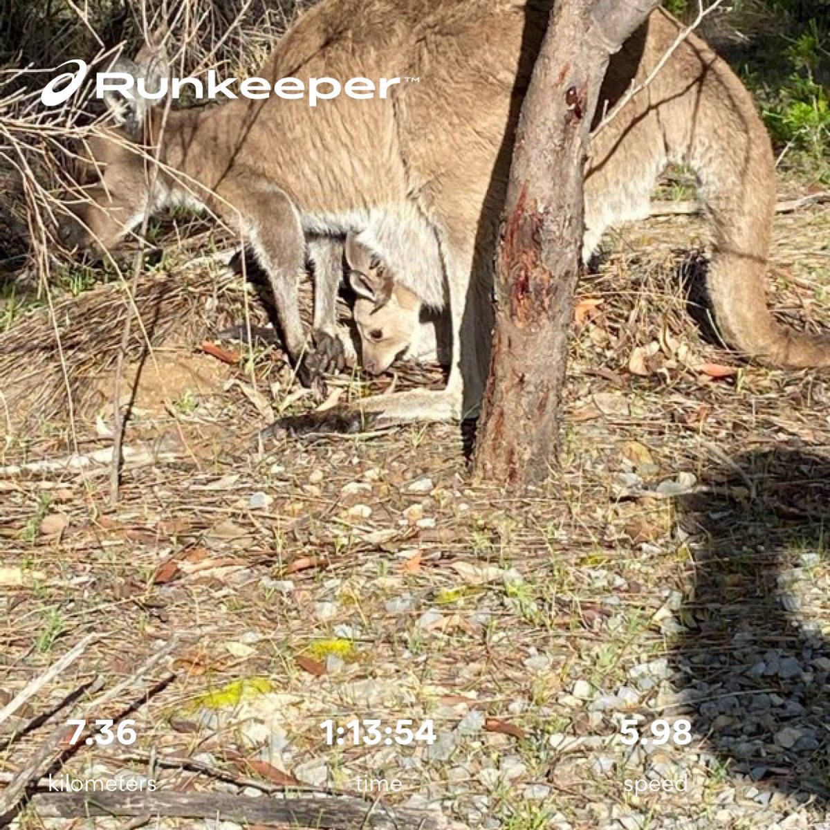 Good run this morning and took in some of the native wild life.