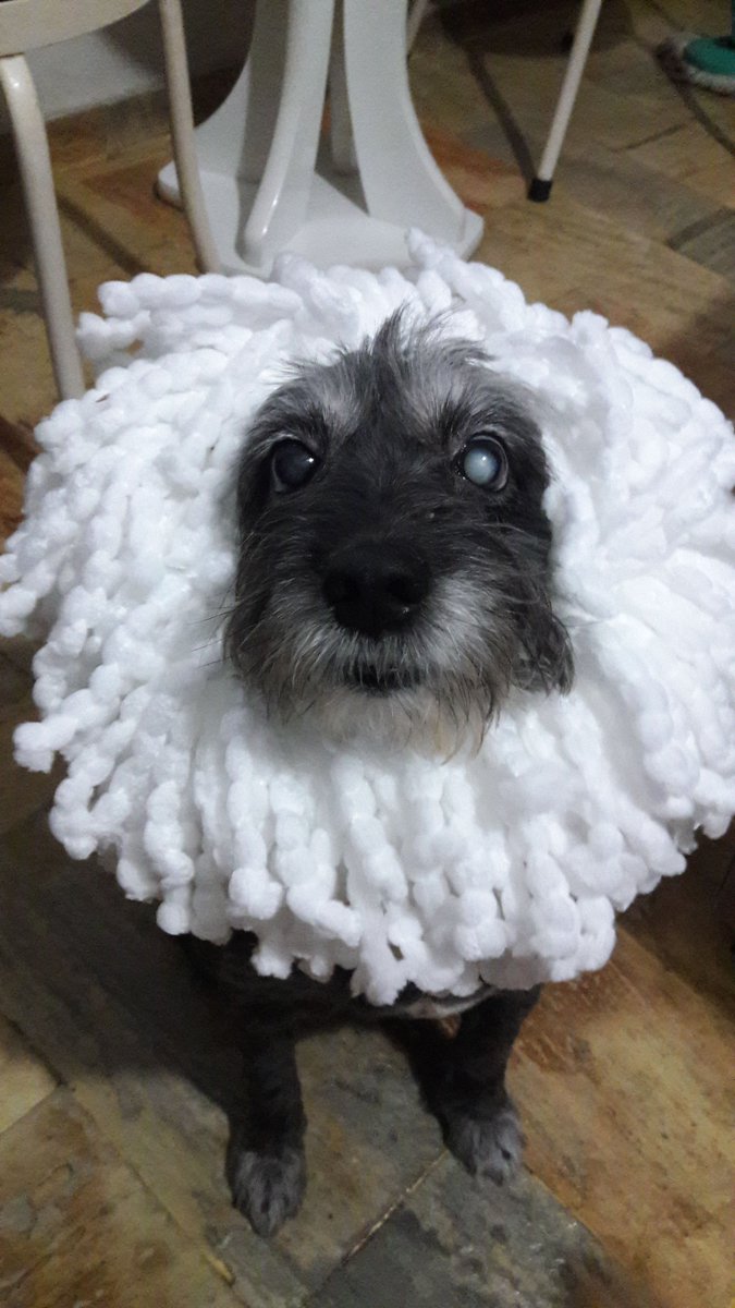 livetohazza's tweet photo. mds eu amo muito cachorro porraaaaaaa 

fotinha das minhas xuxuzinhas https://t.co/L7vGpLzK7r