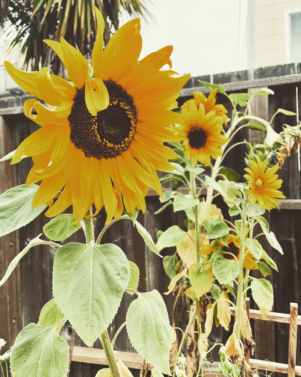 Clean_Pathway's tweet image. My sunflowers are taller than me 💛 #garden #flowers #sunflower #positivity #mygarden #backyard