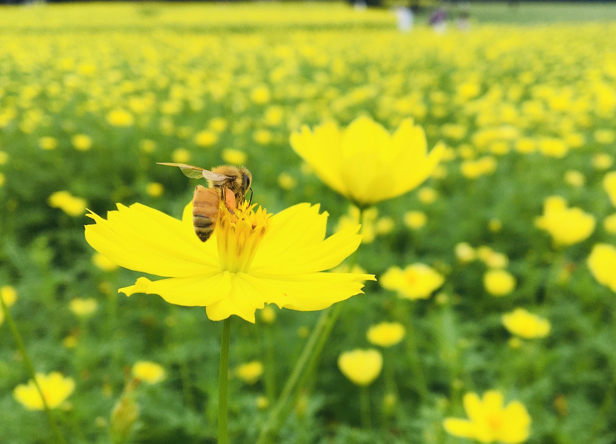 昭和記念公園セグウェイツアー A Tuwita キバナコスモスの花畑で一生懸命お仕事しているミツバチがたくさんいました 後脚に花粉玉をたくさん付けています 昭和記念公園 東京 立川 セグウェイツアー イマハナ キバナコスモス レモンブライト T