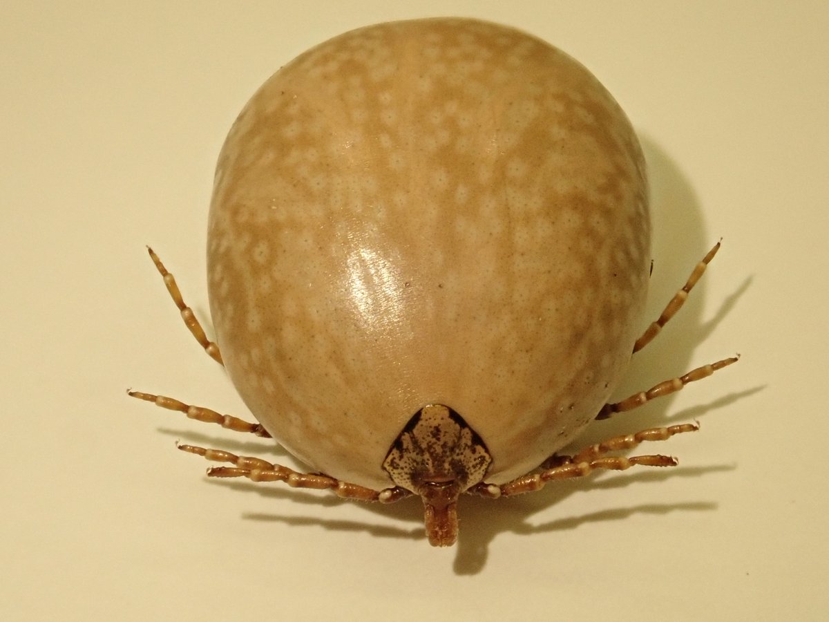 タグ タカサゴキララマダニ の注目ツイート メガとんトラック