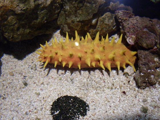  @BotanicalFanta1 Sea cucumber