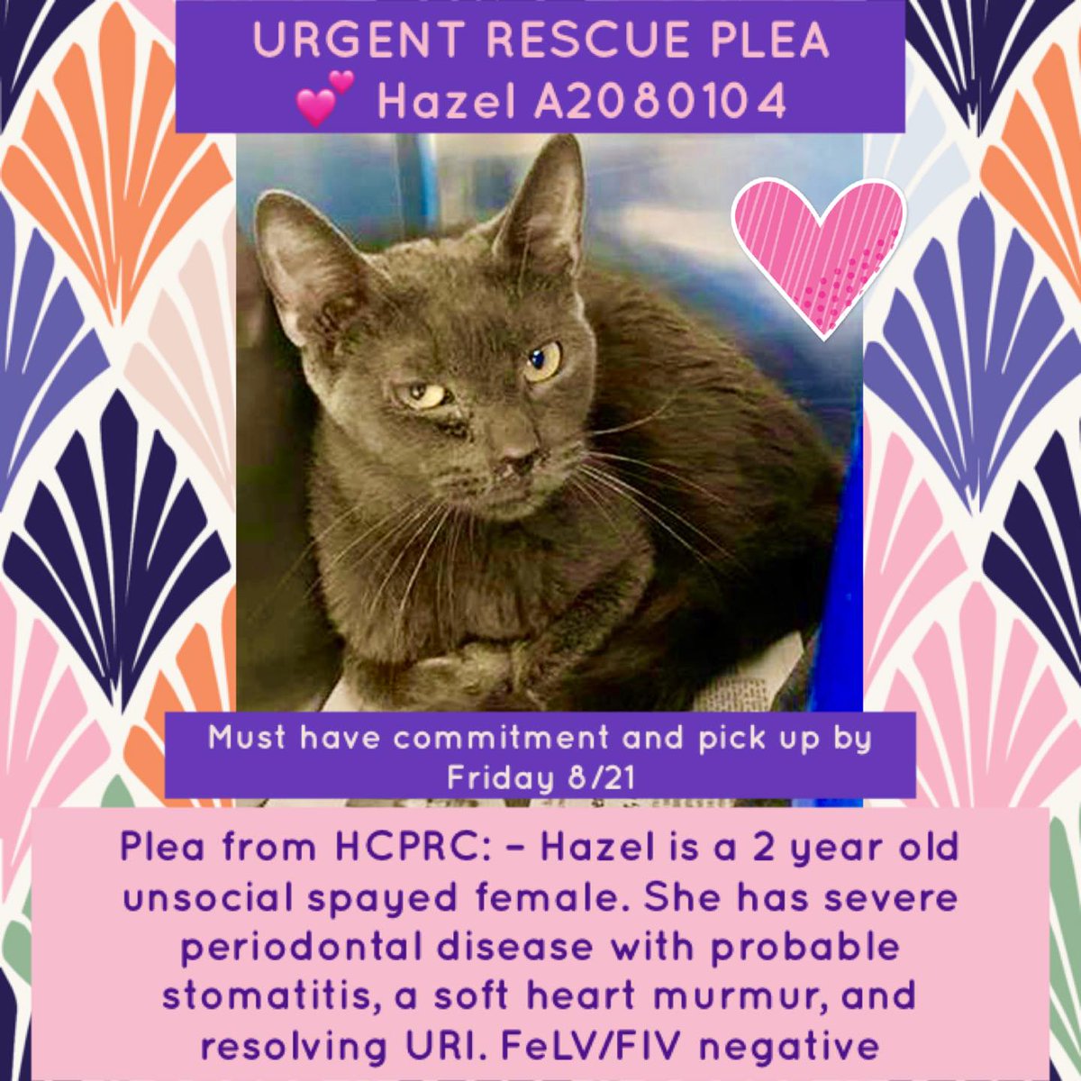 PeterAskin1's tweet photo. Will pretty grey girl kitty "Hazel" A2080104 in #TampaBayFL go from the hoarder to the kill room? She has some medical issues mainly stomatitis &amp; (resolving URI) &amp; will need socialization but deserves to live!  Please pledge for rescue! BEYOND LAST CALL! 
https://t.co/U8lKvbJLGm https://t.co/hINyBr0s7c