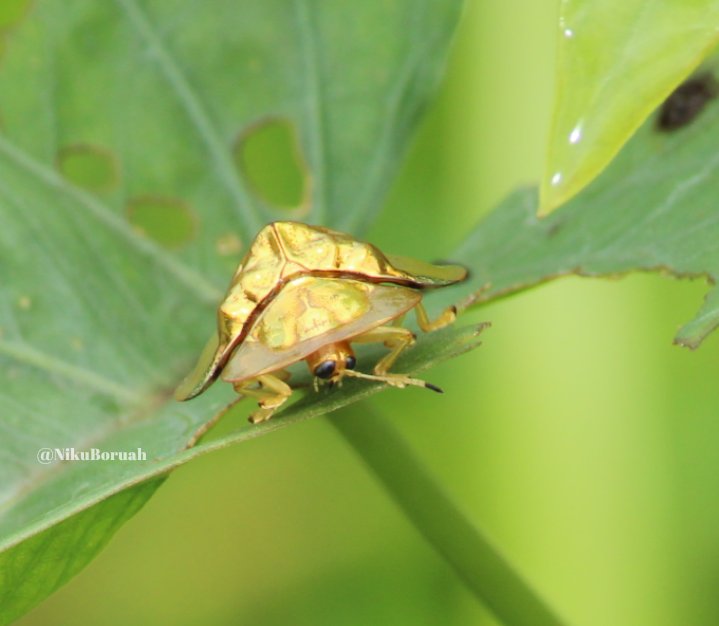 #Golden insect....#hunali puk #nature #twitter nature #beautifulsundaymorning #wild life 

       Happy sunday frinds..