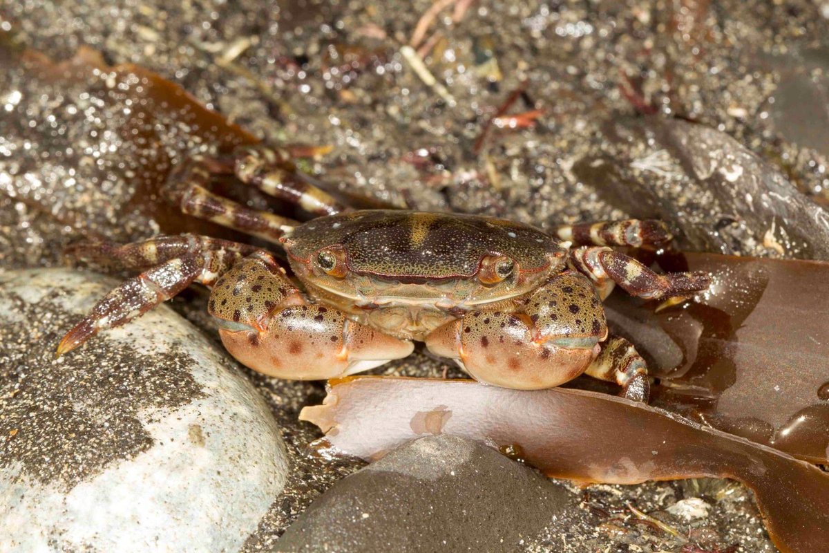 SteveTrewhella1's tweet photo. Invasive Asian shore crab Hemigrapsus sanguineus , new to Dorset , shame something so beautiful can be so destructive #asianshorecrab #invasivespecies #crustaceans #crustacean #Dorset #weymouth #marinebiology https://t.co/08rtTJLM31