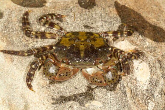 Invasive Asian shore crab Hemigrapsus sanguineus , new to Dorset , shame something so beautiful can be so destructive #asianshorecrab #invasivespecies #crustaceans #crustacean #Dorset #weymouth #marinebiology