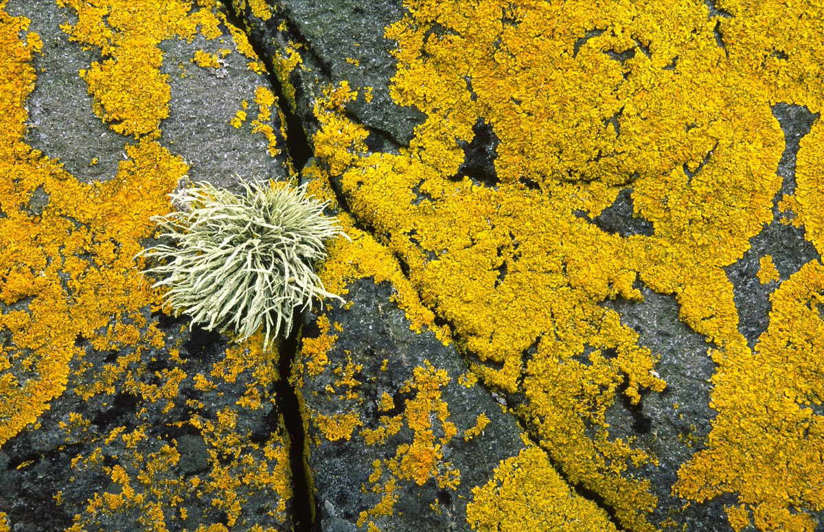 Not only are lichens incredibly beautiful, they can also tell us much about our environment. They are sensitive indicators of air pollution &amp; many will only grow in clean air. Find out more about Scotland's 1,500 + lichen species: ow.ly/7YSj50AXAfu  📷: ©Laurie Campbell/SNH