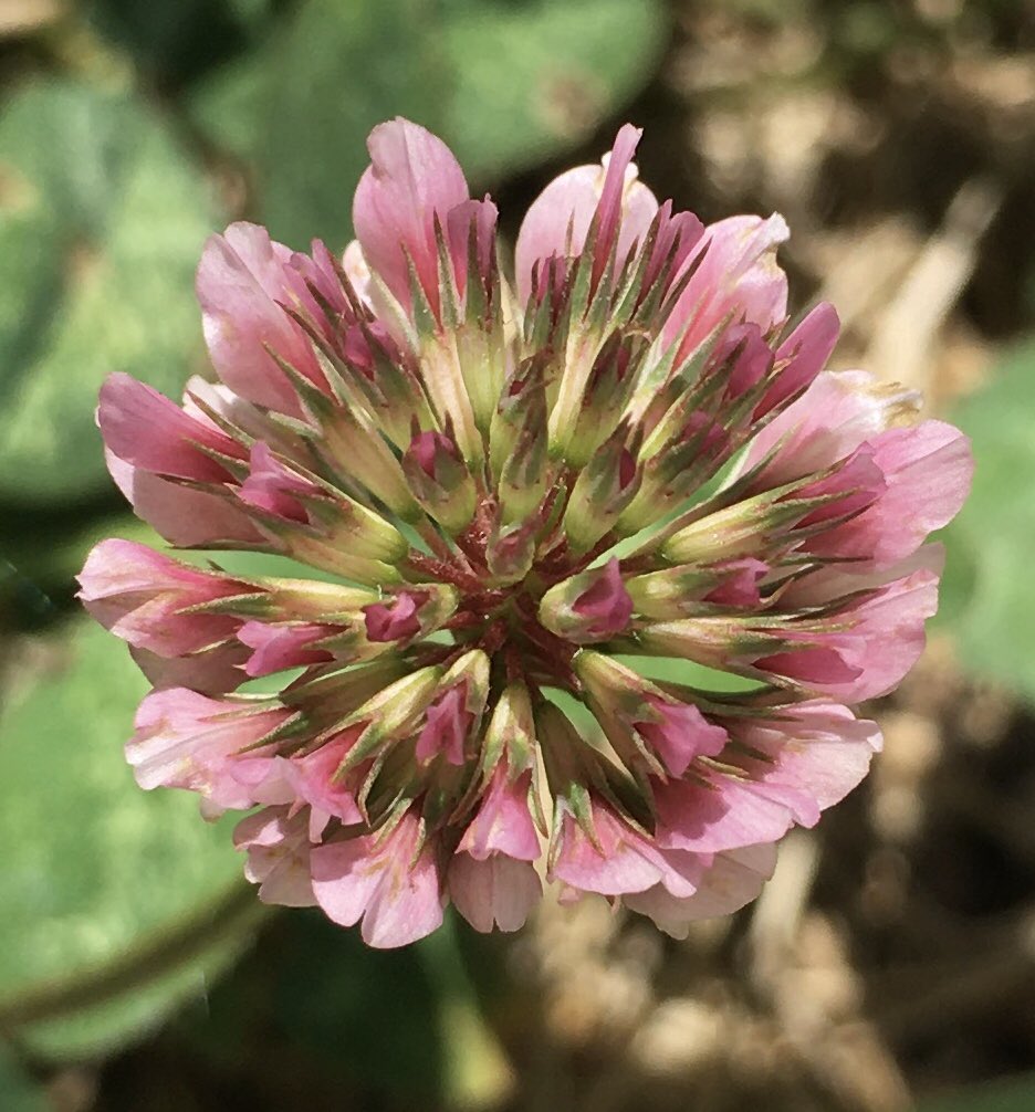 NotaTrllJustNew's tweet photo. @yourauntemma Observe mindfully and beauty is everywhere. Blossom from the only pink clover plant in my entire yard full of plain white ones. #BackyardZen https://t.co/y5qjyxIVL2