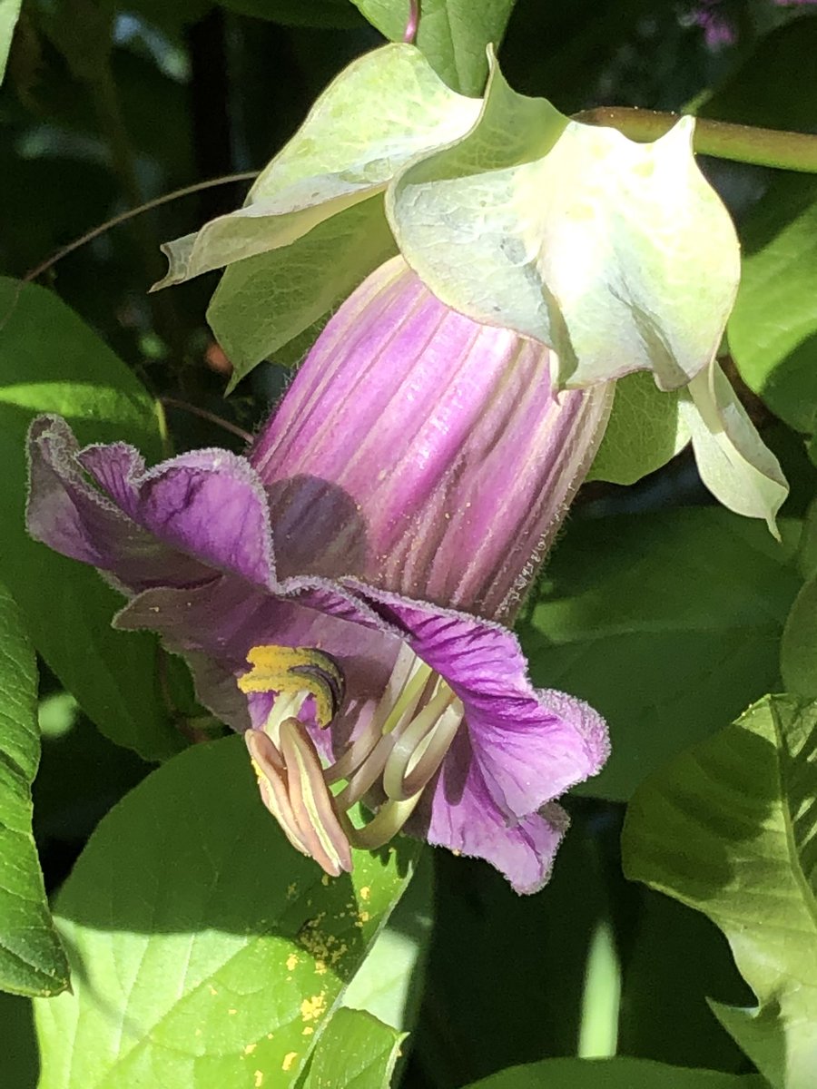 Cobea scandens stunning annual climber .