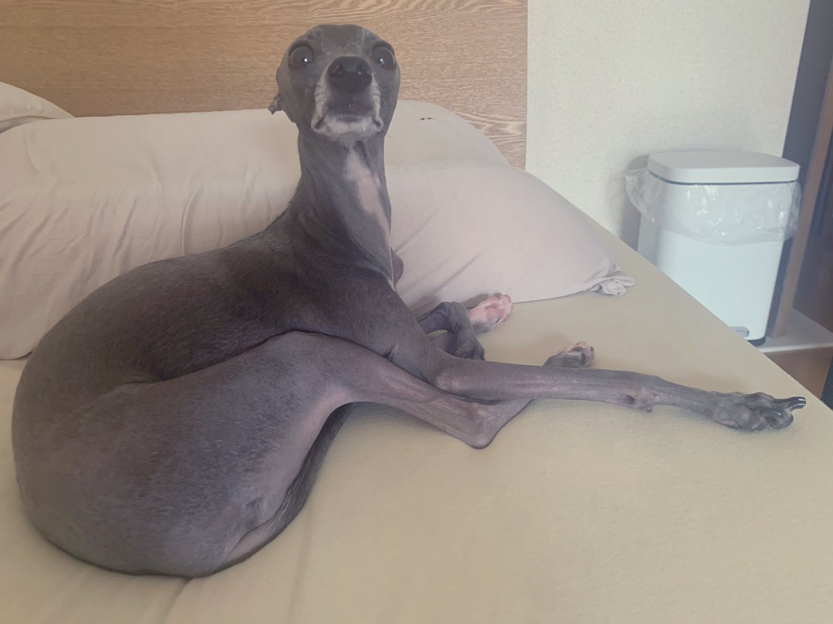 エジプト 犬 意味不明である