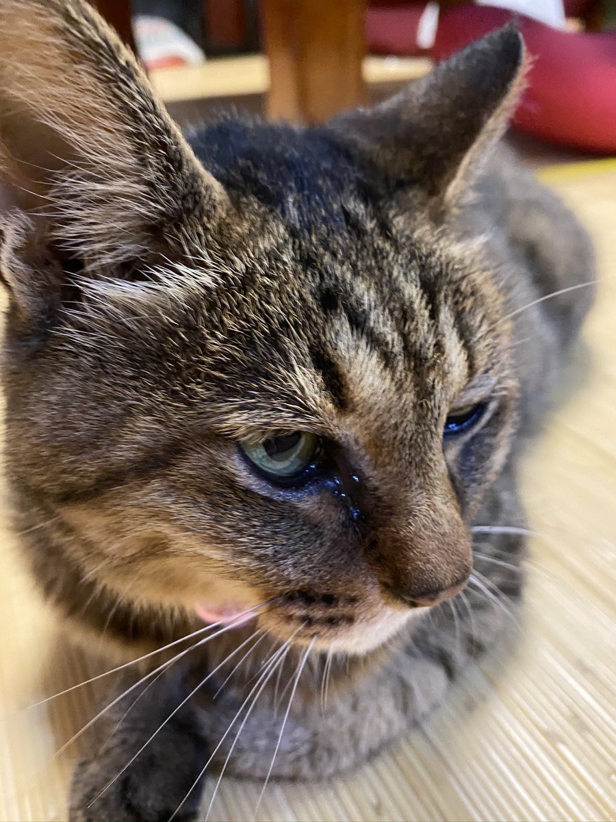 gacchan406's tweet photo. 最近我が家の周りをうろついていた野良猫を保護。動物病院の先生曰くもと飼い猫らしく、もう人を怖がらずむしろ甘えてくる。実家に帰った時はいつも癒してくれる。もう一匹はまだまだ慣れないなぁ🐱 https://t.co/YKdlt6js0u