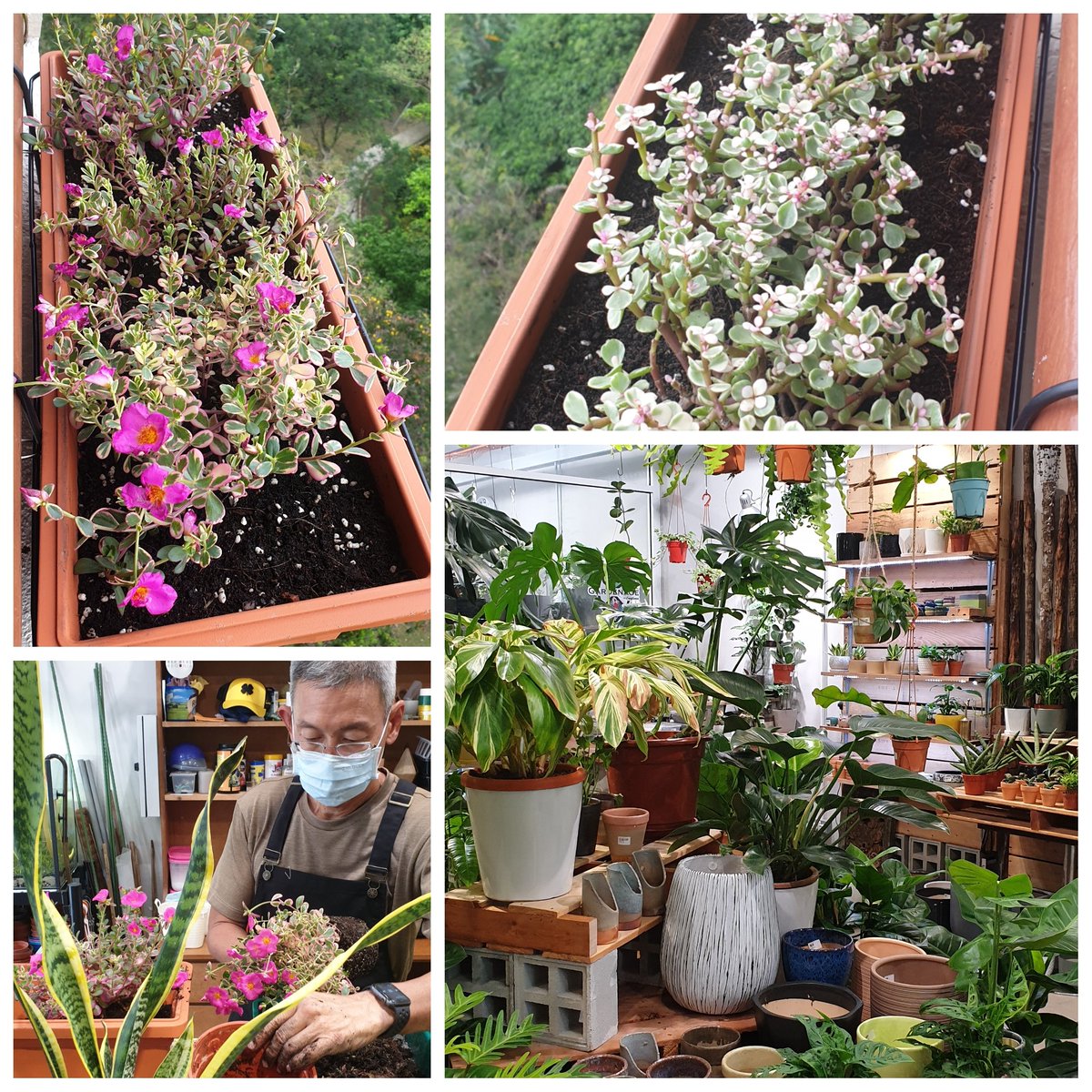 KlangRed's tweet image. Got me some nice plants at Gardenage, a plant + gardening shop that also sells coffee!
This isn't your typical nursery. Look for Kaiser, the friendly owner who can recommend the type of plants you need (and some that you don't need 😉). #gardening #greenie