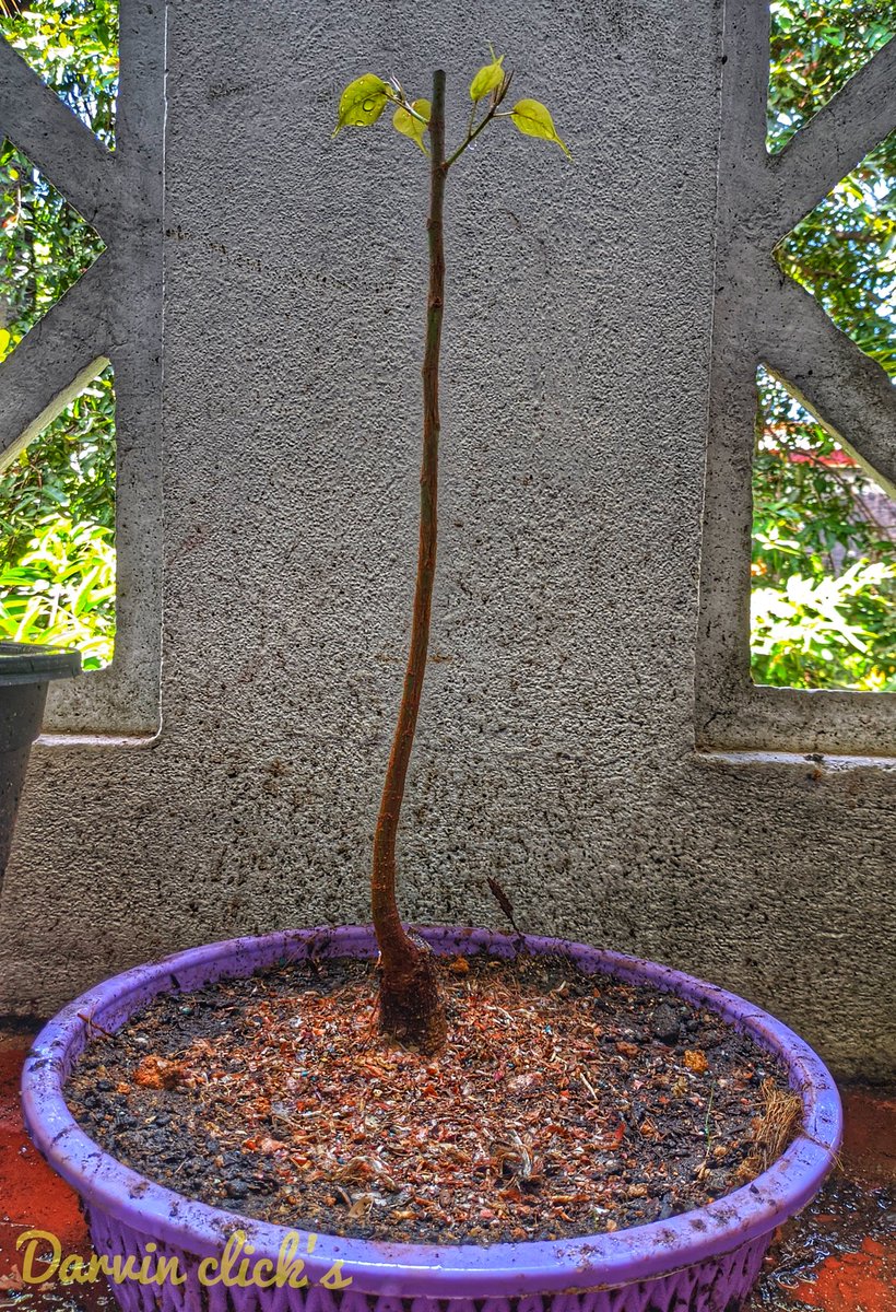 zhagaram_nokki's tweet photo. Ficus religiosa in a training pot Need to wire any ideas ?? #bonsaitree #bonsaitraining #bonsai #bonsaibigenner #ficus #shotonpocof1 https://t.co/wVA7fRijEY