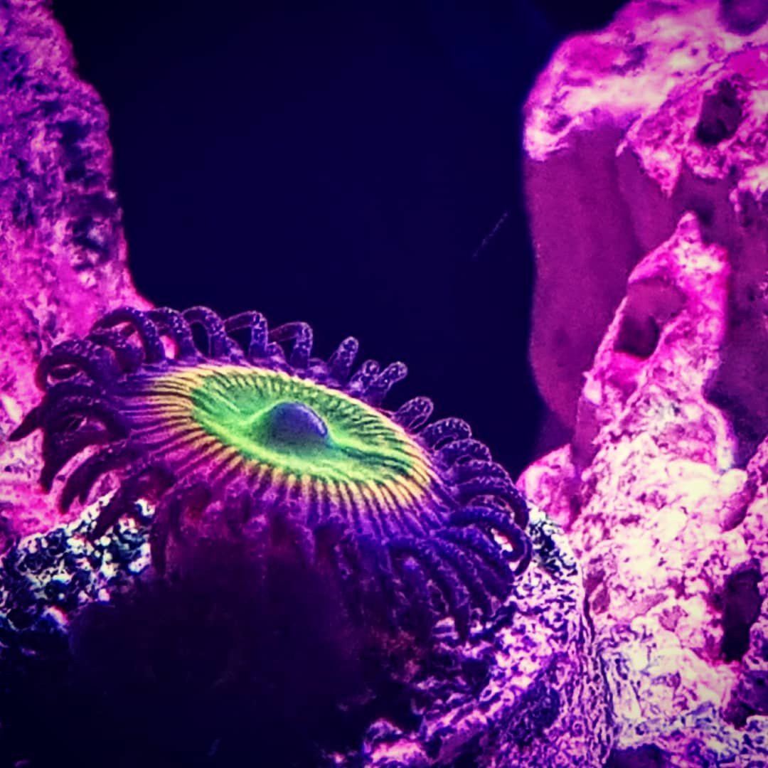 brightfryed's tweet photo. Finally added some coral to the budget nano reef tank! Check out this "Sunny D" Zoa, love the colours βοΈπ
.
.
π Photo taken using "My Scape Studio" by ARKA Aquatics
.
.
#myscapestudio #sunnyd #sunnydzoa #zoanthids #zoa #allmymoneygoestocoral #saltwateraquarium #picoreef https://t.co/U7Vf9okdqT