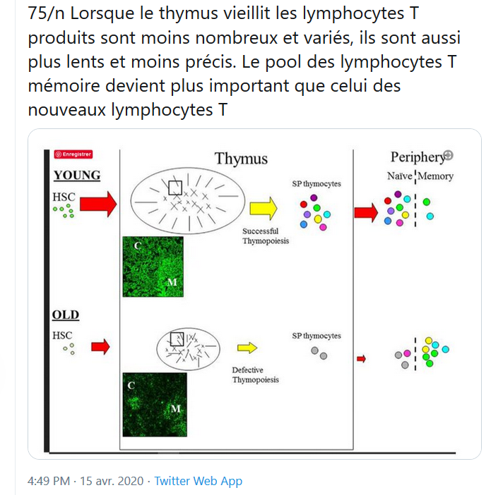 8/n J'avais donné des explications sur le thymus et son vieillissement et la perte, avec le temps, de la capacité du thymus à générer de nouveaux clones. https://twitter.com/MartinFierro769/status/1250430931413786636