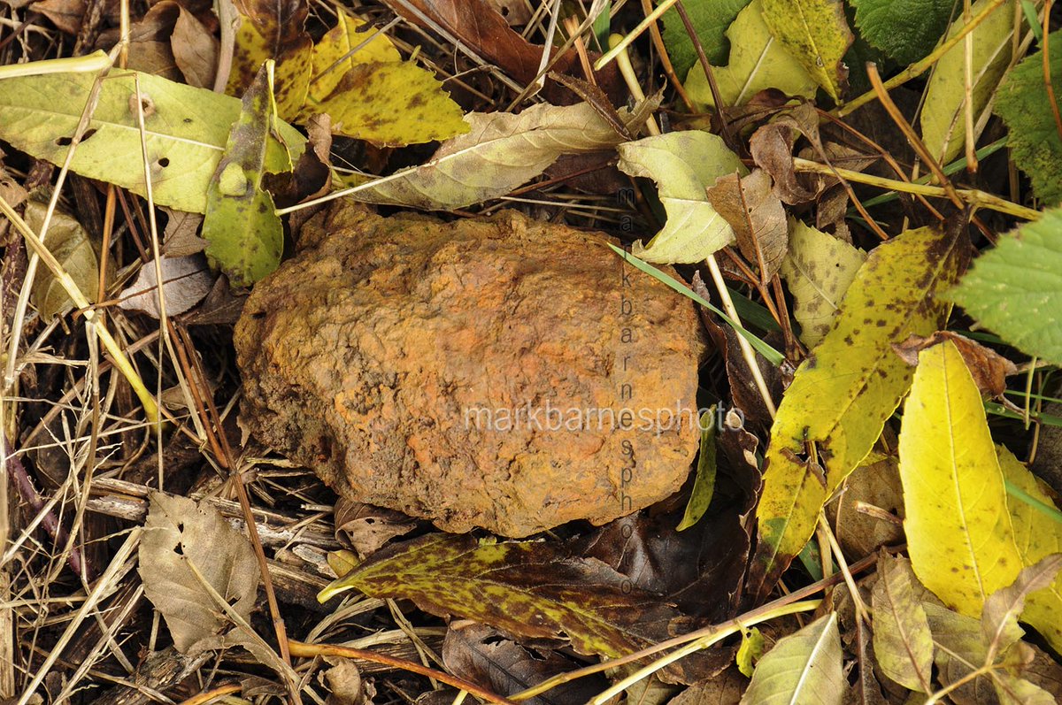 I went out in 2010 to look in the field where Les died - it is between Railway Wood and the Menin Road. My mate John and I left an RBL cross and found remnants of the conflict all over the place.