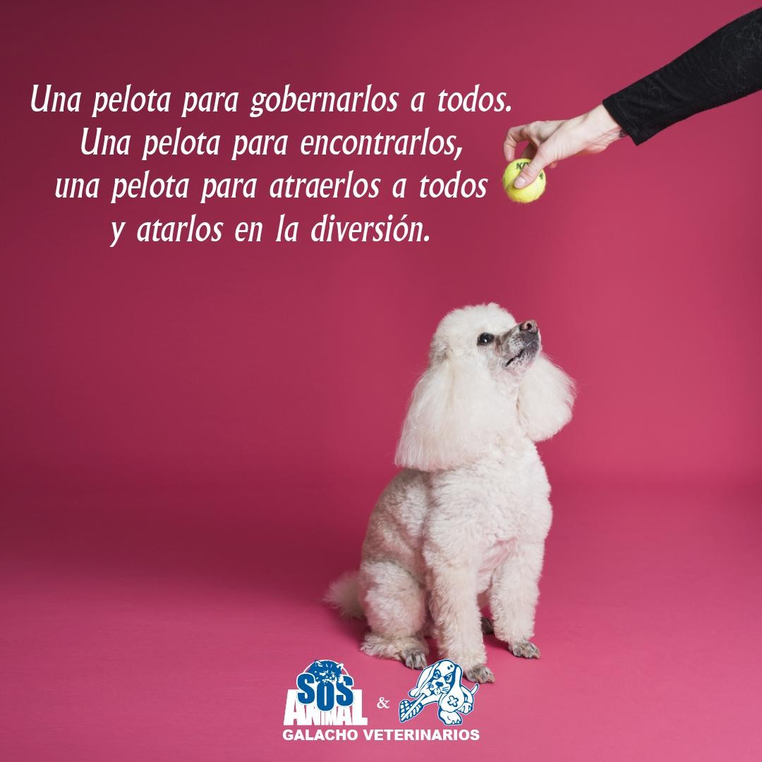 GrupoGalacho's tweet photo. Una pelota para gobernarlos a todos.⠀
Una pelota para encontrarlos,⠀
una pelota para atraerlos a todos⠀
y atarlos en la diversión.⠀
⠀
#citas #citascelebres #quotes #citasenespañol #citasdeamor #frases #perros #frasesperros #animales #mascotas #elseñordelosanillos https://t.co/0dZgHk9fYX
