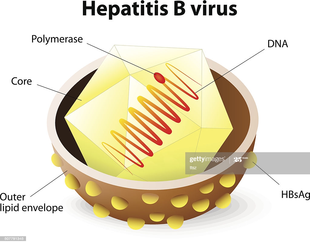 fokus gambar ni pertama virus-hepatits B ada dua lapisan. lapisan luar atau kulit dia (envelope), atas kulit ada beberapa protein S, M, L. macam saiz baju.protein2 tu ialah antigen. Sbb dia duduk di surface, kita panggil Hep B surface Ag (HBsAg).sambung-