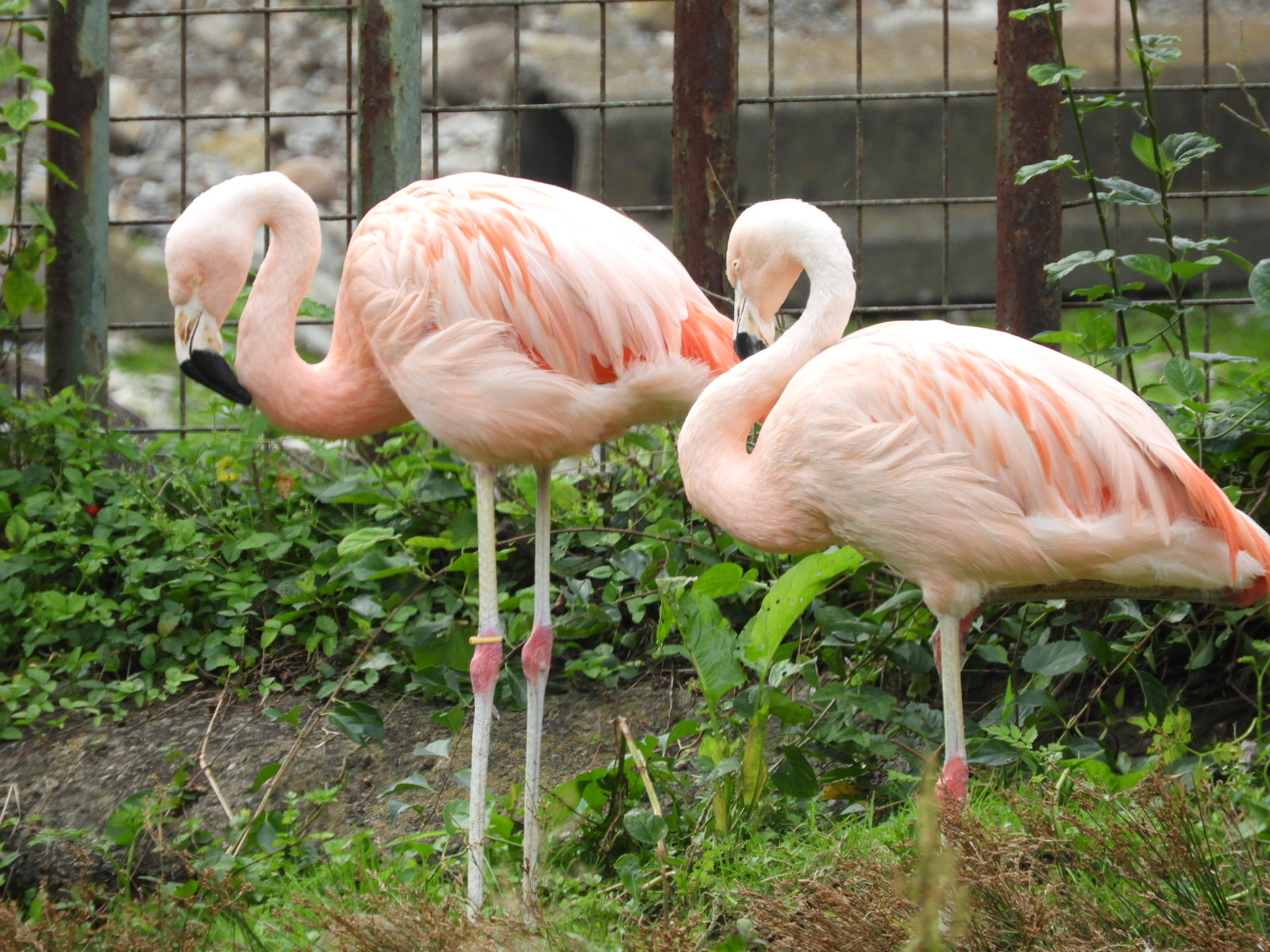 那須サファリパーク フラミンゴの主な餌は 藻やプランクトンです くちばしには ラメラ とよばれるフィルターのようなものがあるため くちばしごと水中に突っ込んでも 水を外にだして食べ物だけをこしとることができます フラミンゴ Flamingo