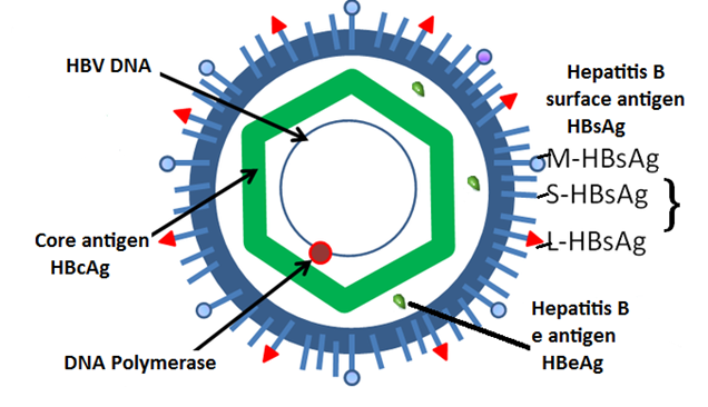 lepas tu dalam envelope tu ada isi, Hep B core, yg warna hijau diamond.di Hep B core pun ada protein yg act as Ag. Jadi kita panggil protein tu Hep B core Antigen (HBcAg).