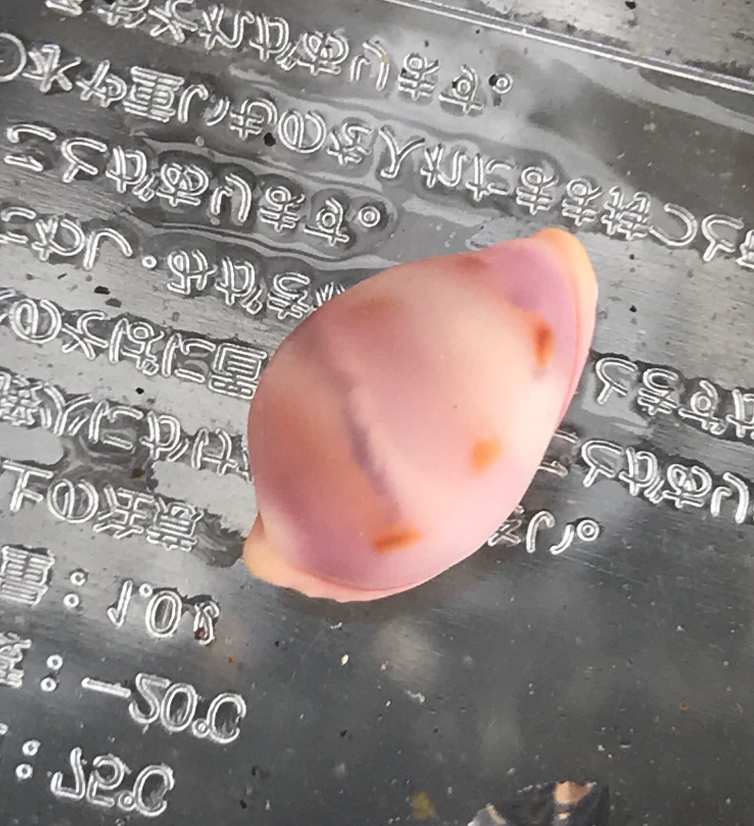 まゆ テンロクケボリ 外套膜に包まれていく様子 生きてる姿を見せてくださって 観音崎自然博物館の方々には感謝です