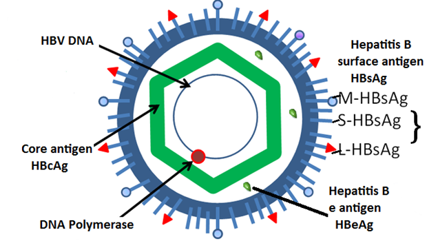 ruang antara envelope dan core, ada protein terapung2, yg hijau macam peluru, kita panggil Hep B E-antigen (HBeAg)okay tak lagi ni?