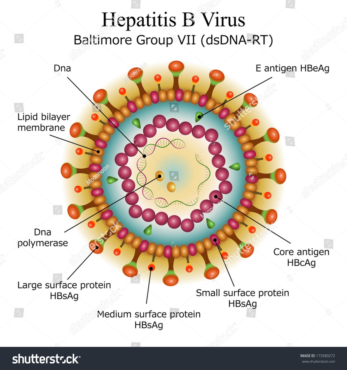 ruang antara envelope dan core, ada protein terapung2, yg hijau macam peluru, kita panggil Hep B E-antigen (HBeAg)okay tak lagi ni?