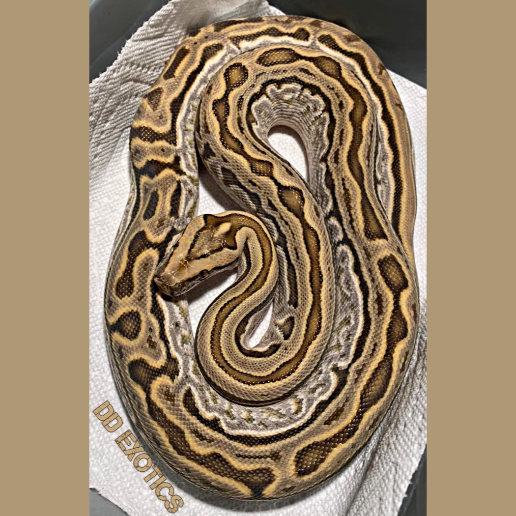 Hypo Labyrinth Burmese Python
