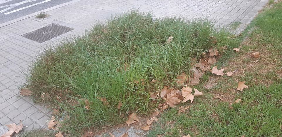 OnVasBarcelona's tweet photo. Ausiàs March baixant per Marina, els arbres es moren per falta de rec i les males herbes s'apoderen de tot. Mai BCN havia estat tan bruta i deixada. Impotència i fàstic. https://t.co/ZSSP2Gq39w