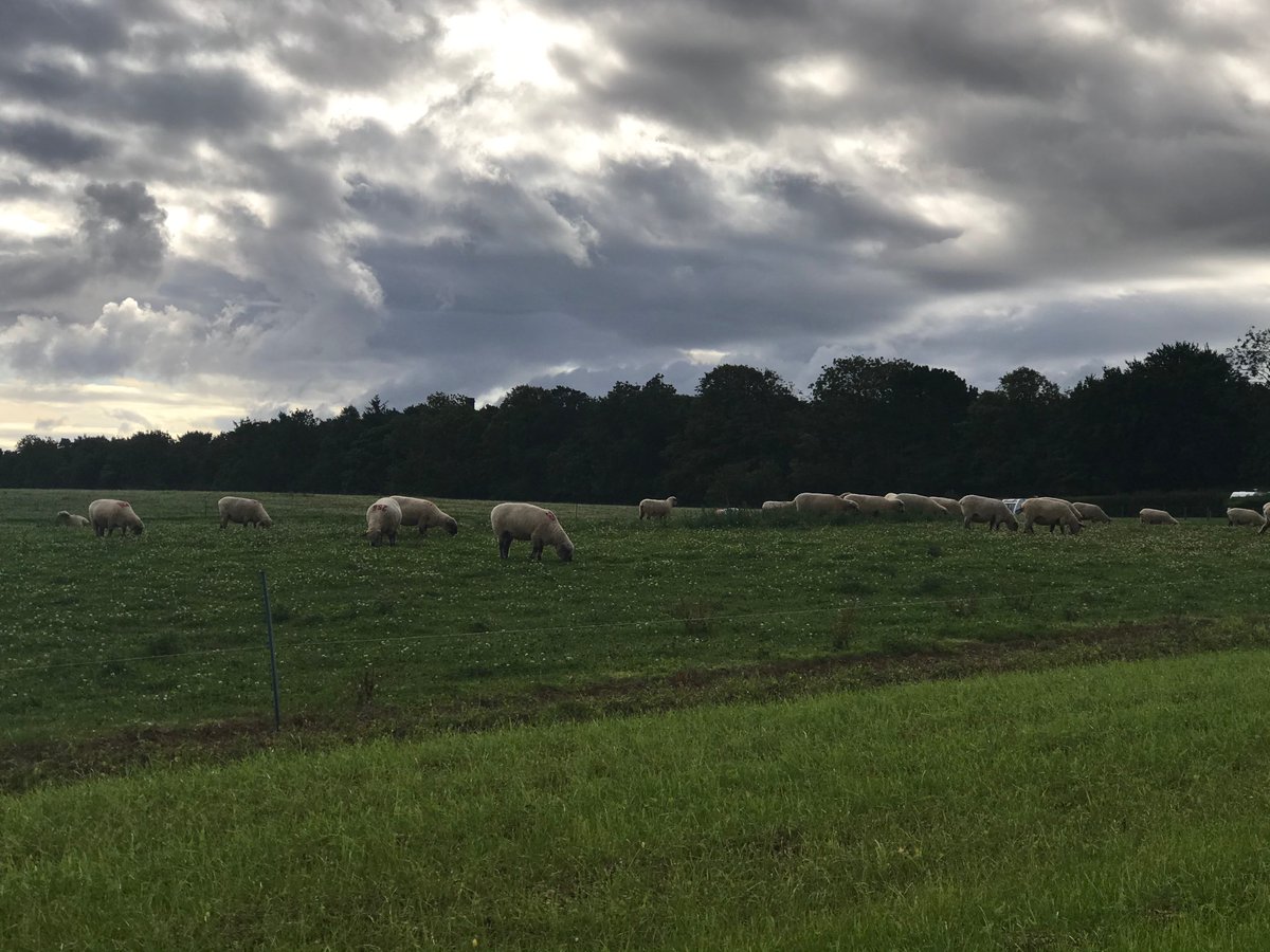 WithRobsons's tweet photo. A new day here at @eastfortunefarm in East Lothian. The sheep are up but wondering what breed they are.

#staycation #staycation2020 #scotland2020 https://t.co/bqzVghbwR3